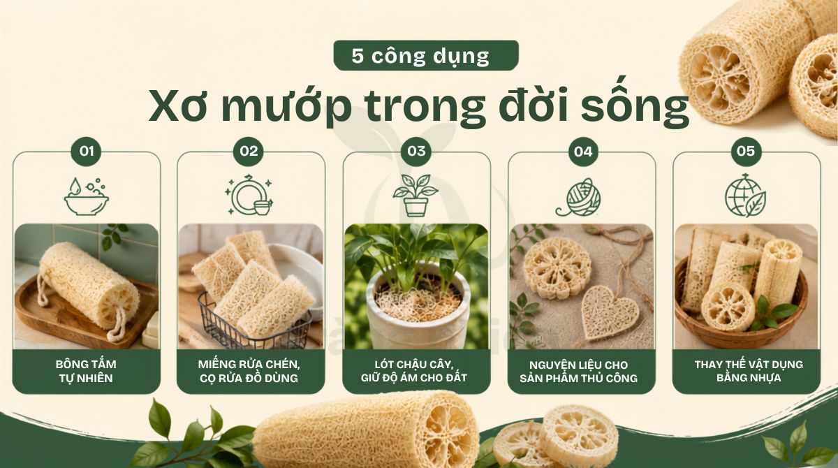 5 công dụng của xơ mướp