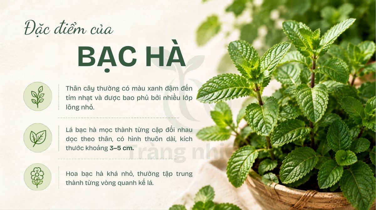 Đặc điểm của bạc hà